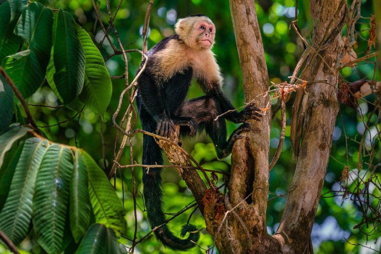 073 Manuel Antonio, kapucijnaap.jpg